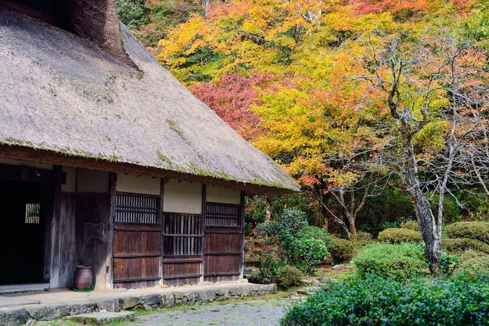 日本，景观，日本风格，老房子，茅草屋顶，秋叶，日本景观，树