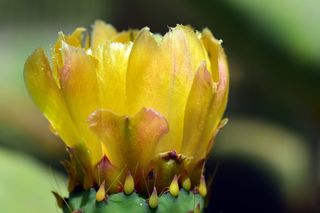 花，开花，开花，黄色，黄色的花，开花的花梨仙人掌，花梨，明亮的