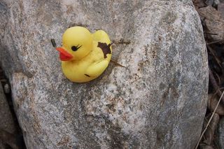 quietscheente、漂浮物、河石、黄色、无人、鸟、特写、动物