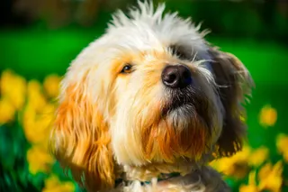 金色涂鸦、肖像、春天、户外、狗、一只动物、家养、宠物