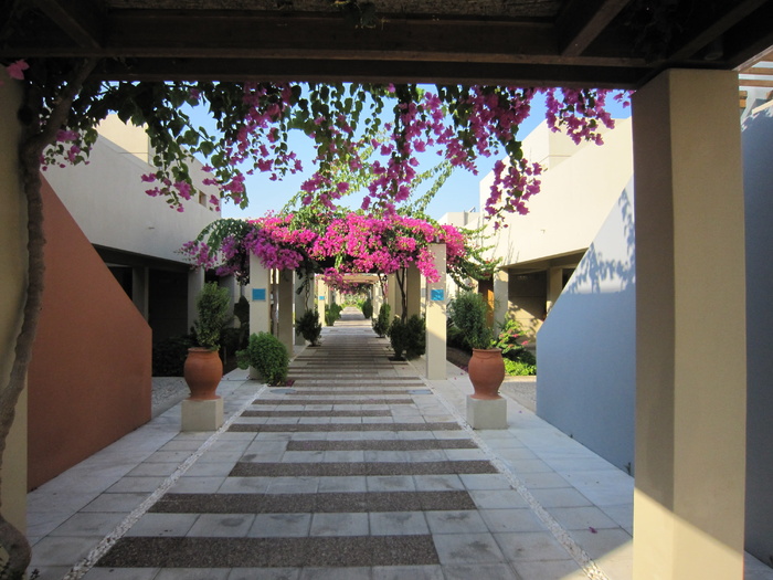 通道，离开，花，植物，夏天，攀缘者，ranke，秩生长