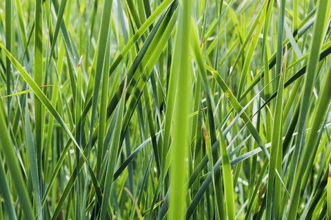 绿色、草、自然、植物、植物、壁纸、股票、背景