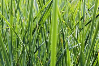 绿色、草、自然、植物、植物、壁纸、股票、背景