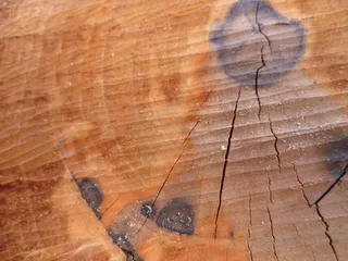 年轮, HLoz, 树木修剪, 自然, 木质材料, 没有人, 棕色, 全画幅