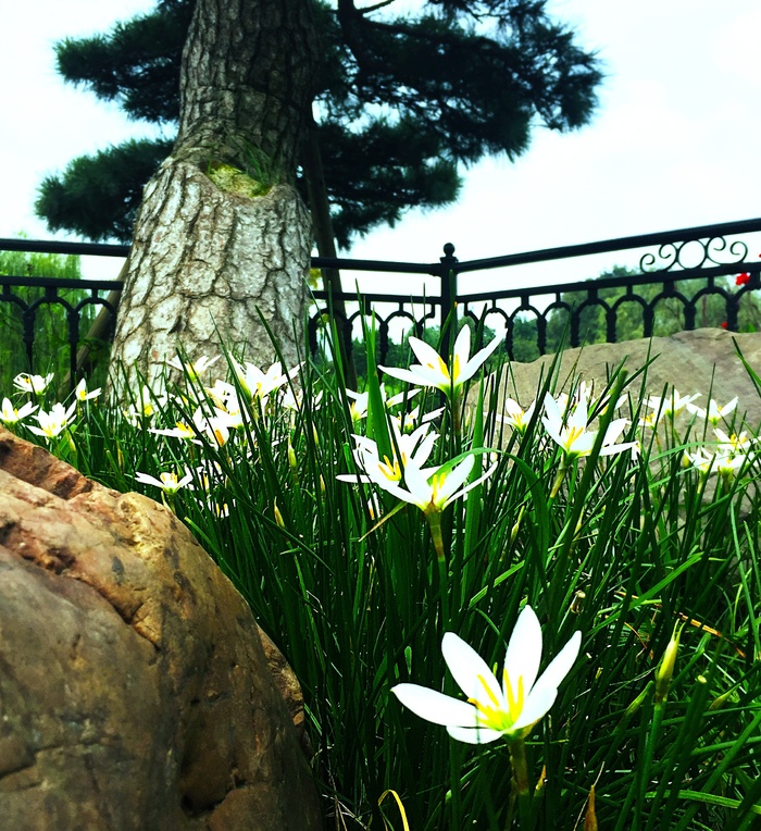 风景、花朵、橘子岛、植物、生长、花朵、开花植物、新鲜度