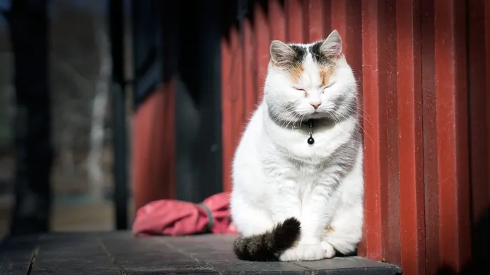 白色, 黑色, 猫, 倾斜, 红色, 钢网, 黑猫, 红钢