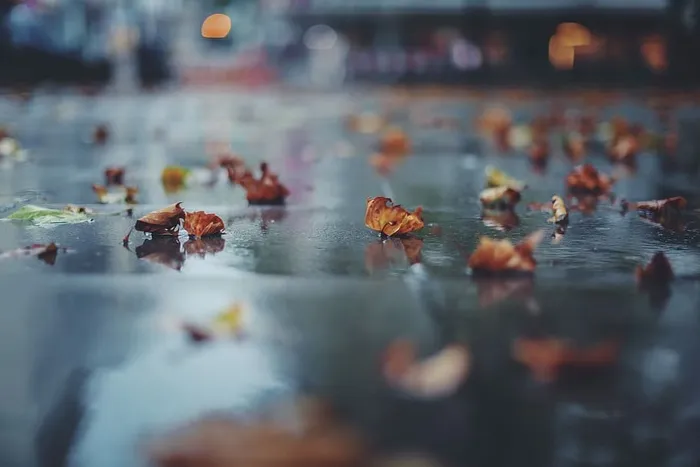 混凝土板上的枯叶