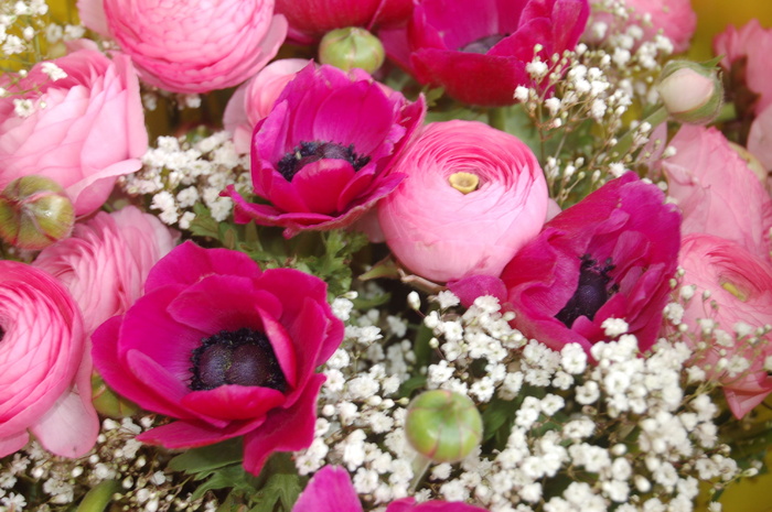 花, 性质, 百合花, 开花植物, 厂, 粉红色, 自然之美, 新鲜