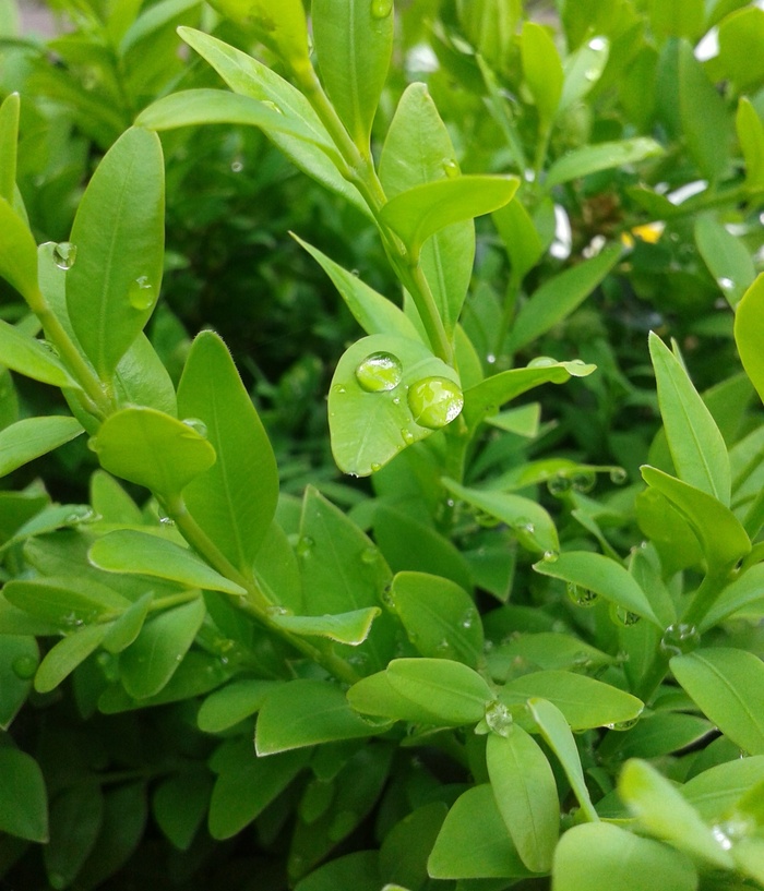 黄杨木，绿色，滴水，植物，水滴，叶子，黄杨，植物群
