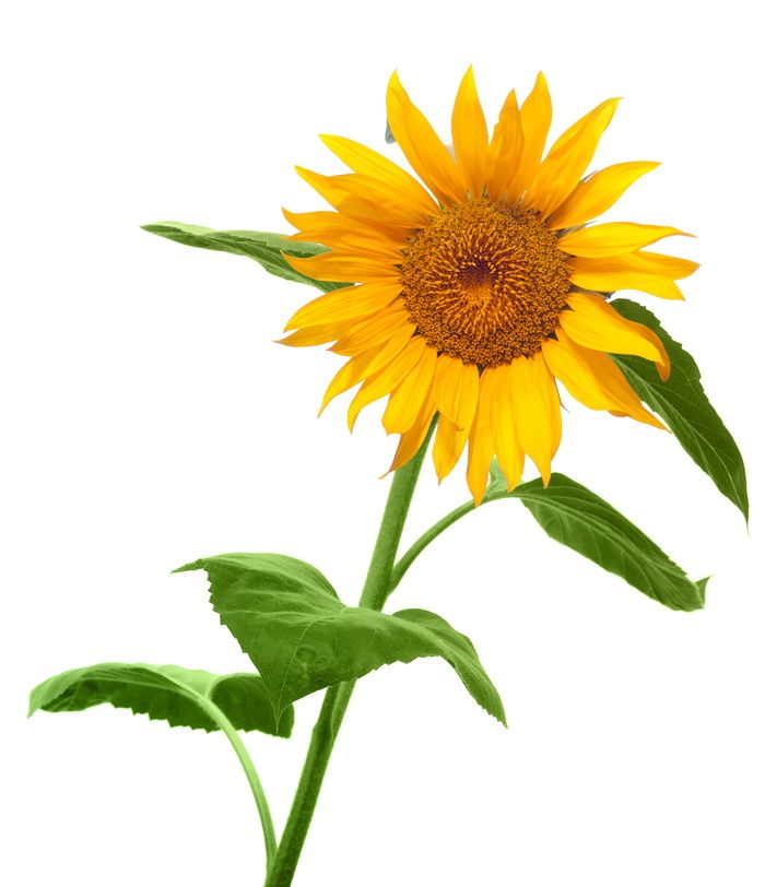 花，叶，花，明亮，特写，颜色，花园，金色