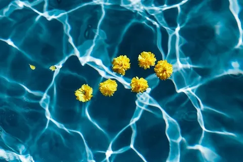 池塘里漂浮着黄色的小花