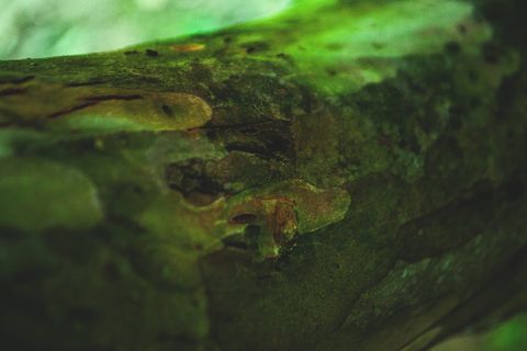 自然，树木，花卉，树干，阿沃尔，特朗科，墙纸，绿色