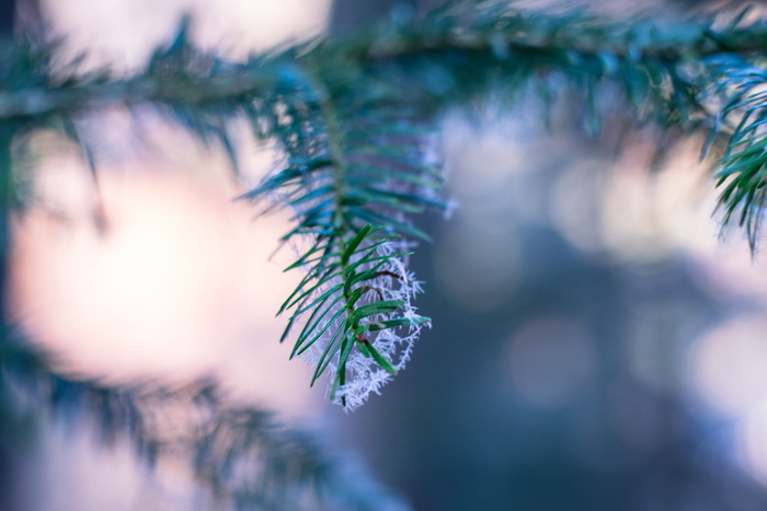 雪花松树的选择性聚焦摄影