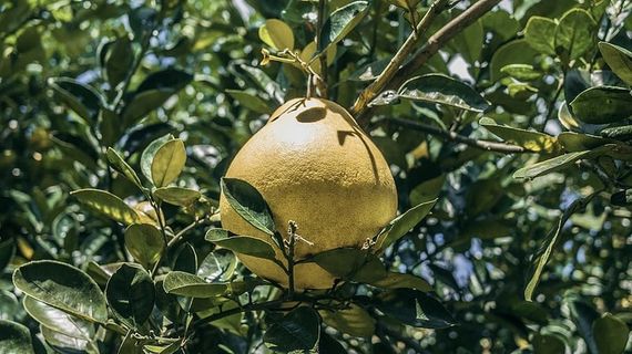 农产品，葡萄柚，水果，植物，食品，柑橘类水果，柚子，天竺葵