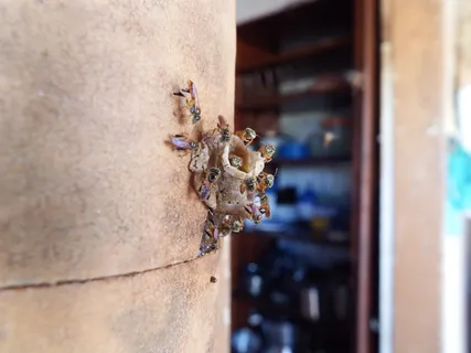 蜜蜂, 蜂巢, 昆虫, 无脊椎动物, 特写, 动物主题, 动物, 一天