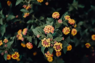 葡萄牙里斯本贝伦热带植物园