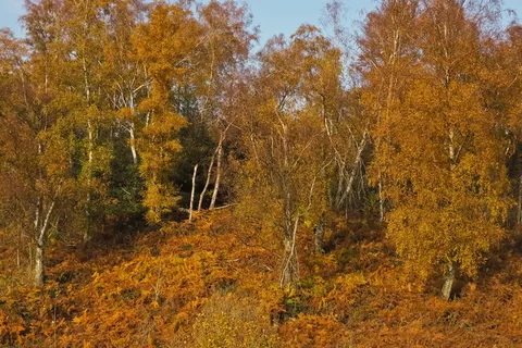 秋天,自然,树木,景观,森林,粉斑草,树叶,落叶 秋天,自然,树木,景观,森林,粉斑草,树叶,落叶