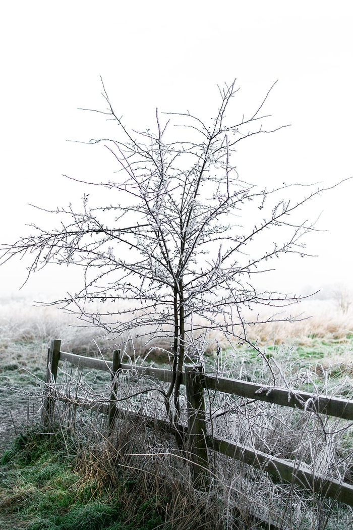 自然、户外、冰、霜、雪、建筑、塔、建筑