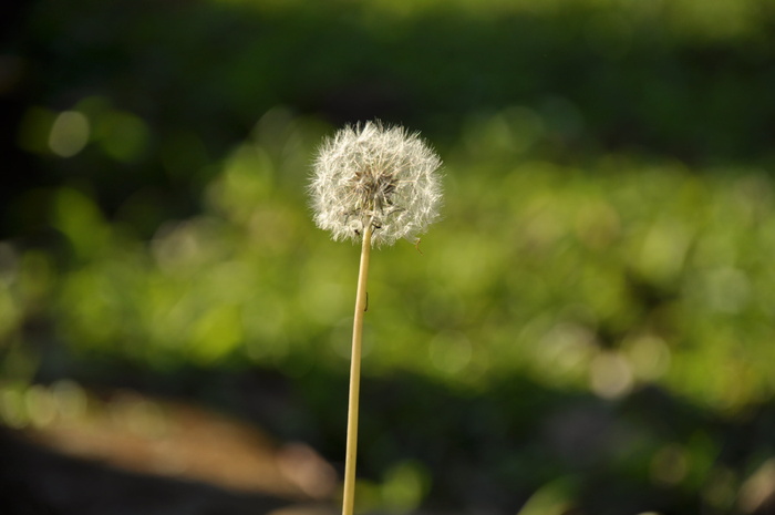 蒲公英，花，花，自然，种子，茎，杂草，野生