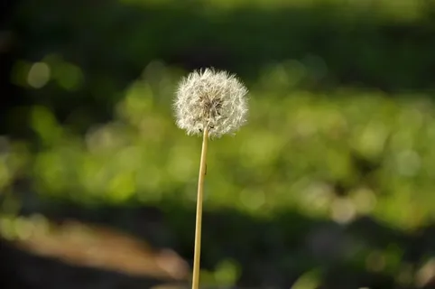 蒲公英,花,花,自然,种子,茎,杂草,野生 蒲公英,花,花,自然,种子,茎,杂草,野生