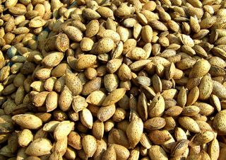 杏仁，硬壳水果，杏仁树是，大群体的物体，丰富，完整的框架，食物和饮料，背景