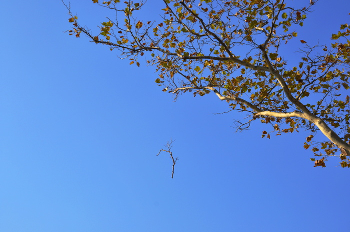 秋天，树，himmel，树枝，blåhimmel，炮台公园新，自然，天空