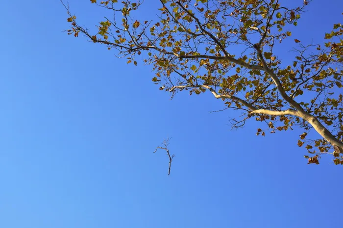 秋天，树，himmel，树枝，blåhimmel，炮台公园新，自然，天空