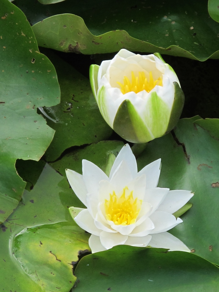 百合，白百合，睡莲，百合池，开花，睡莲垫，植物园，剑桥