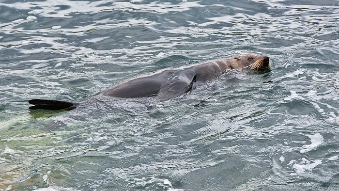 灰色，海狮，身体，水，白天，海豹，游泳，大海