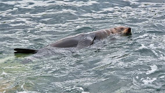 灰色，海狮，身体，水，白天，海豹，游泳，大海