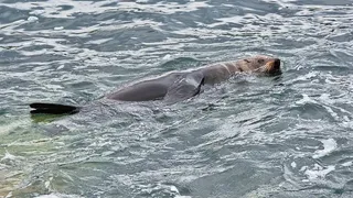 灰色，海狮，身体，水，白天，海豹，游泳，大海