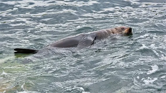 灰色,海狮,身体,水,白天,海豹,游泳,大海 灰色,海狮,身体,水,白天,海豹,游泳,大海