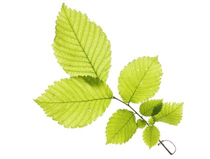 特写、孤立、树叶、嫩脉、绿色、水平、田野、夏季