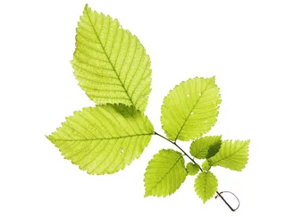 特写、孤立、树叶、嫩脉、绿色、水平、田野、夏季