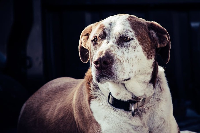 成年美洲白棕色比特斗牛犬