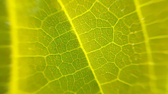 绿叶的特写摄影 绿叶的特写摄影