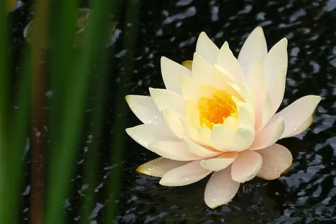在新泽西州米德尔顿的深切花园里,睡莲花在锦鲤池塘中流动。 在新泽西州米德尔顿的深切花园里,睡莲花在锦鲤池塘中流动。