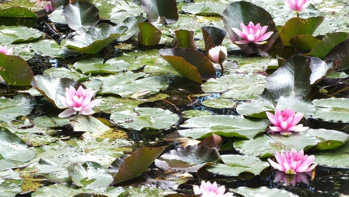 睡莲，池塘，自然，花，开花植物，水，叶，睡莲