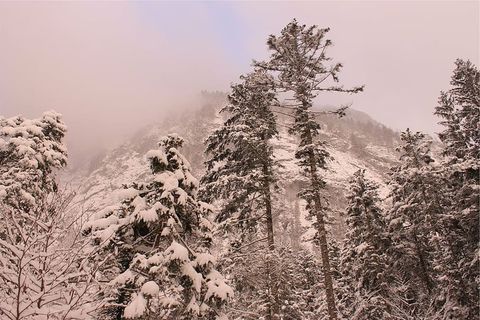 雪,覆盖,树木,山,包围,冬天,季节,森林 雪,覆盖,树木,山,包围,冬天,季节,森林