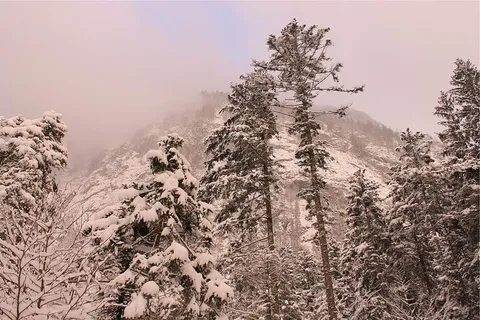 雪,覆盖,树木,山,包围,冬天,季节,森林 雪,覆盖,树木,山,包围,冬天,季节,森林