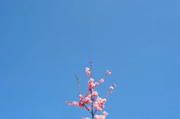 粉红色樱花的选择性聚焦摄影
