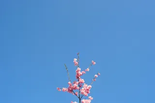 粉红色樱花的选择性聚焦摄影