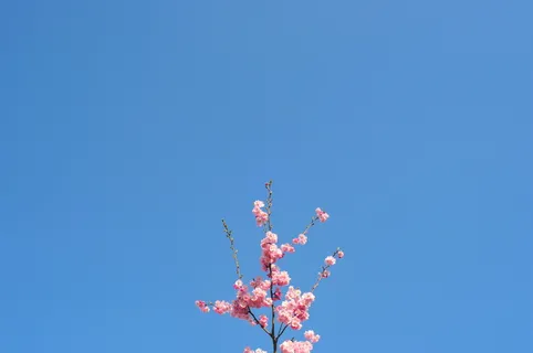 粉红色樱花的选择性聚焦摄影 粉红色樱花的选择性聚焦摄影