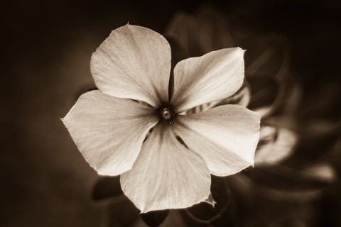 玫瑰，悲伤，棕色，悲伤，忧郁，忧郁，悲伤，开花植物