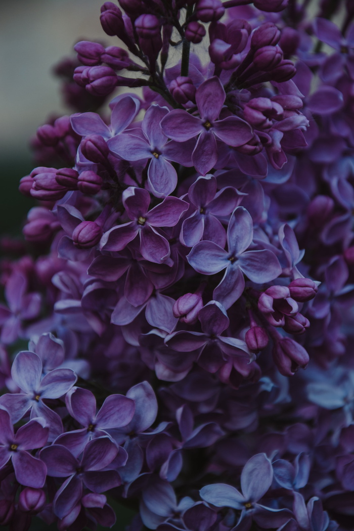 紫丁香花特写照片