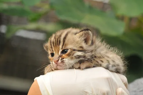 *特产生类，老虎，数量稀少，有动物、哺乳动物、宠物、猫、猫