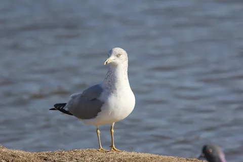 海鸥, 鸟, 鸥, 羽毛, 海岸, 自然, 海, 野生动物 海鸥, 鸟, 鸥, 羽毛, 海岸, 自然, 海, 野生动物