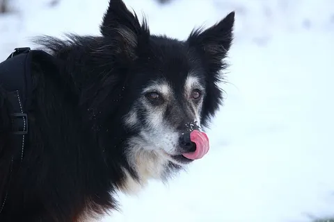 狗,边境,雪,牧羊狗,纯种狗,老狗,英国牧羊犬,边境牧羊犬 狗,边境,雪,牧羊狗,纯种狗,老狗,英国牧羊犬,边境牧羊犬