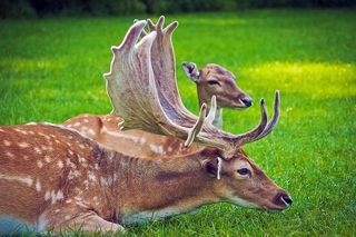 田野，可爱，草地，草地，动物，鹿角，鹿，户外