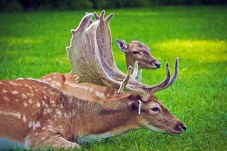 田野，可爱，草地，草地，动物，鹿角，鹿，户外